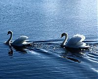 Fauna & Flora: swan bird