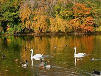 Fauna & Flora: swan bird