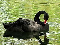 TopRq.com search results: swan bird