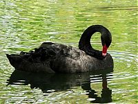 Fauna & Flora: swan bird