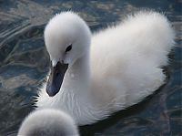 Fauna & Flora: swan bird