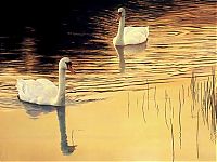 Fauna & Flora: swan bird