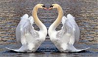 Fauna & Flora: swan bird