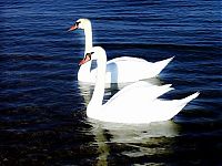 Fauna & Flora: swan bird