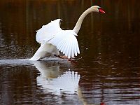 Fauna & Flora: swan bird