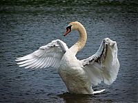 Fauna & Flora: swan bird