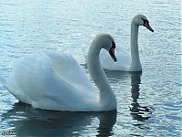 Fauna & Flora: swan bird