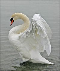 Fauna & Flora: swan bird