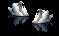 Fauna & Flora: swan bird