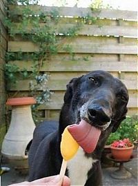 Fauna & Flora: dog eating ice cream