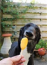 TopRq.com search results: dog eating ice cream