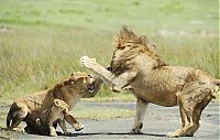 Fauna & Flora: lion family