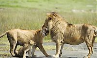 Fauna & Flora: lion family