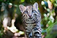 TopRq.com search results: ocelot