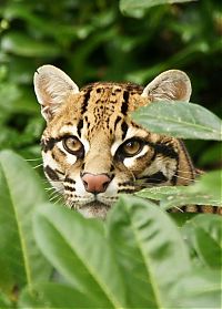 TopRq.com search results: ocelot