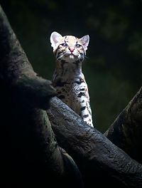 TopRq.com search results: ocelot