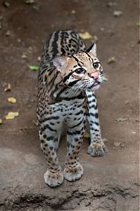 TopRq.com search results: ocelot