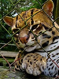 TopRq.com search results: ocelot