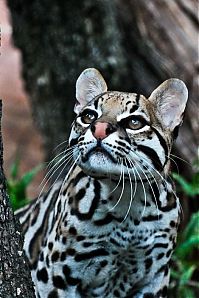 TopRq.com search results: ocelot