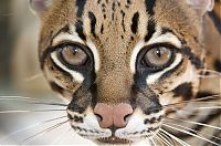 TopRq.com search results: ocelot