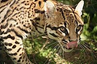 TopRq.com search results: ocelot