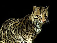 TopRq.com search results: ocelot