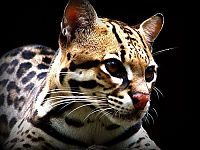 TopRq.com search results: ocelot