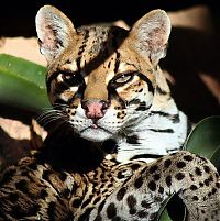 TopRq.com search results: ocelot