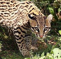 TopRq.com search results: ocelot