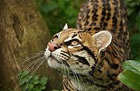 TopRq.com search results: ocelot