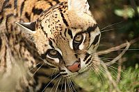 TopRq.com search results: ocelot