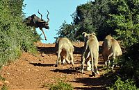 TopRq.com search results: antelope escaped from hungry lions