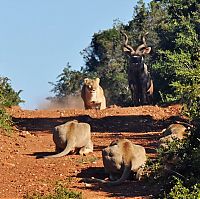 Fauna & Flora: antelope escaped from hungry lions