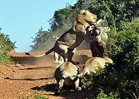 TopRq.com search results: antelope escaped from hungry lions