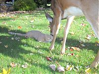 Fauna & Flora: cat and a little deer