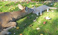 Fauna & Flora: cat and a little deer