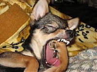Fauna & Flora: dog