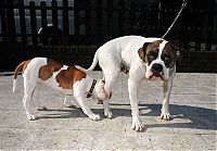 Fauna & Flora: dog