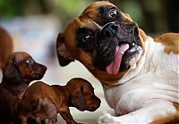 Fauna & Flora: dog