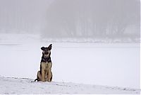 Fauna & Flora: dog