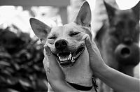 Fauna & Flora: dog