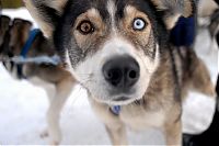 Fauna & Flora: dog