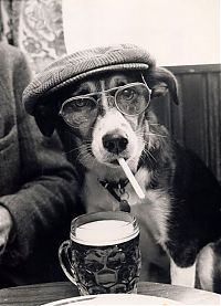 Fauna & Flora: dog