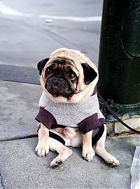Fauna & Flora: dog