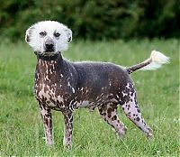 Fauna & Flora: dog
