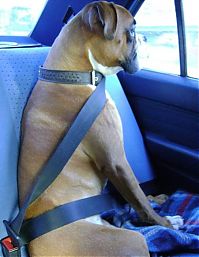 Fauna & Flora: dog