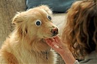 Fauna & Flora: dog