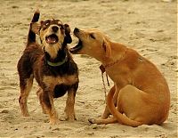 Fauna & Flora: dog
