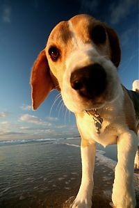 Fauna & Flora: dog