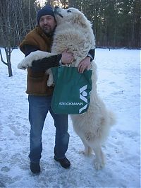 Fauna & Flora: dog